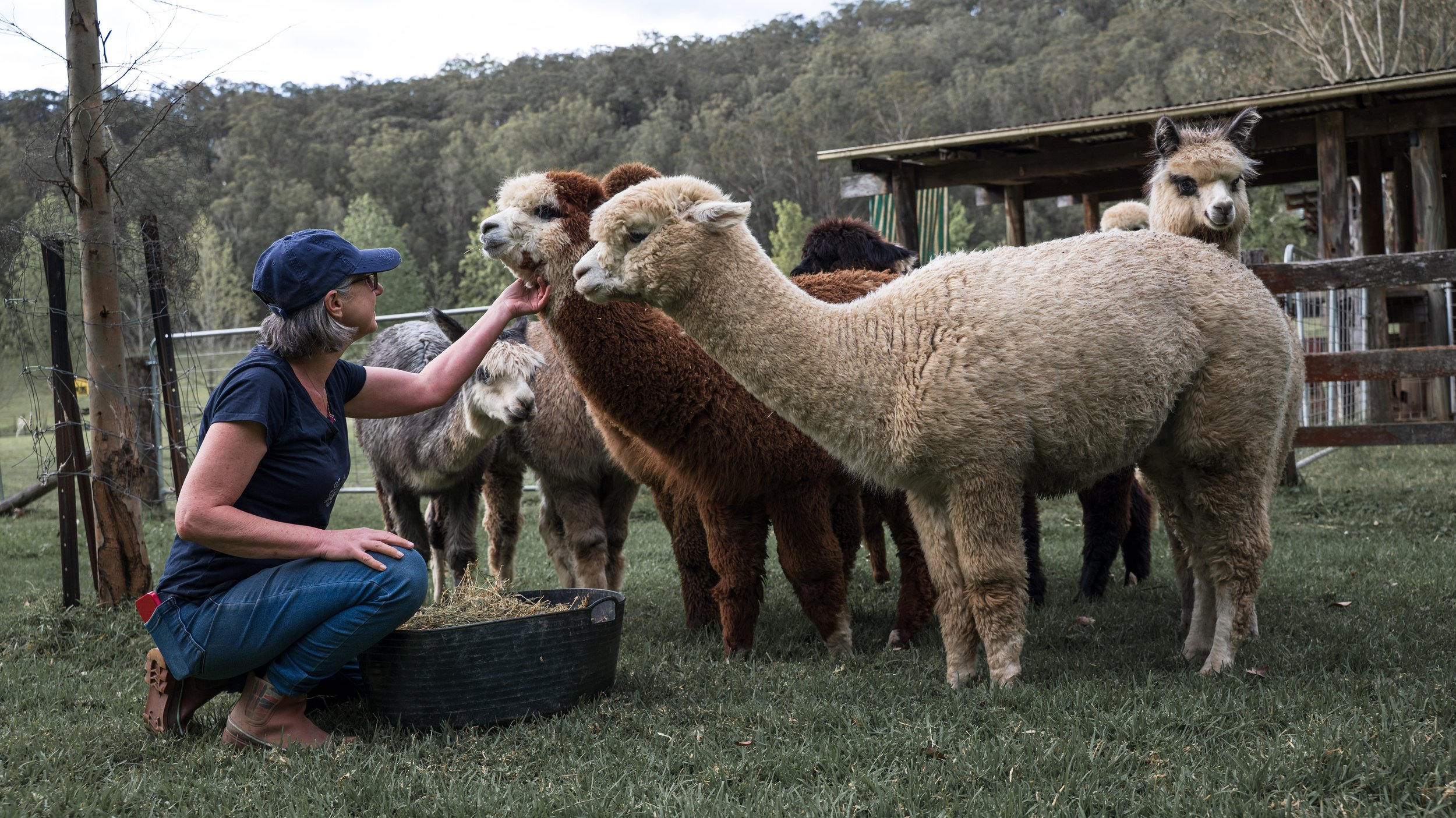oberon white alpaca fleece for sale hunter valley alpacas.JPEG