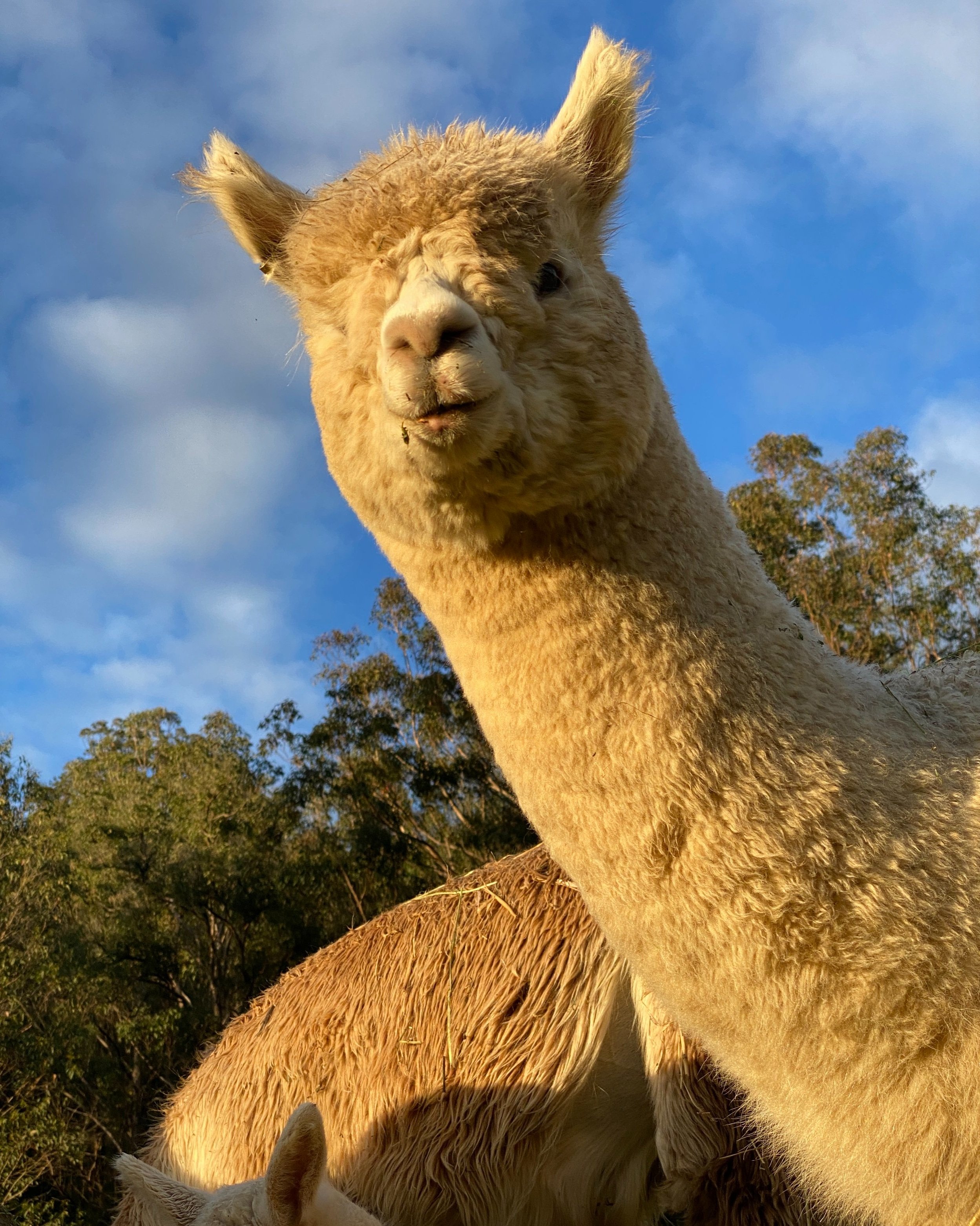 Services — Aussie Alpaca Mills