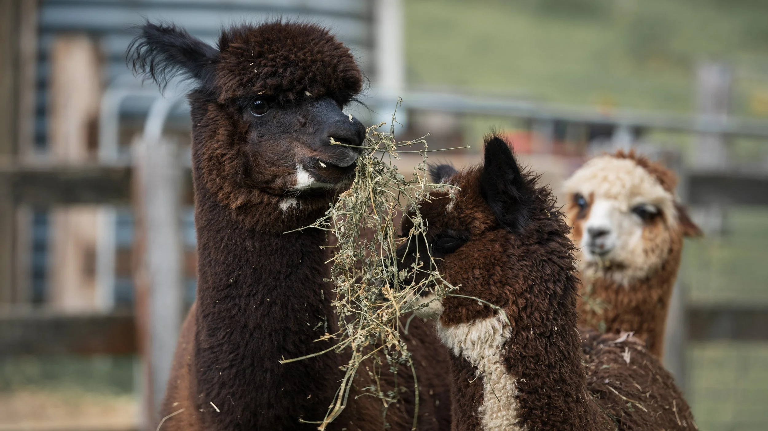 Reidy the alpaca at littlevalleyfarm alpacafarm huntervalley 2026.jpg