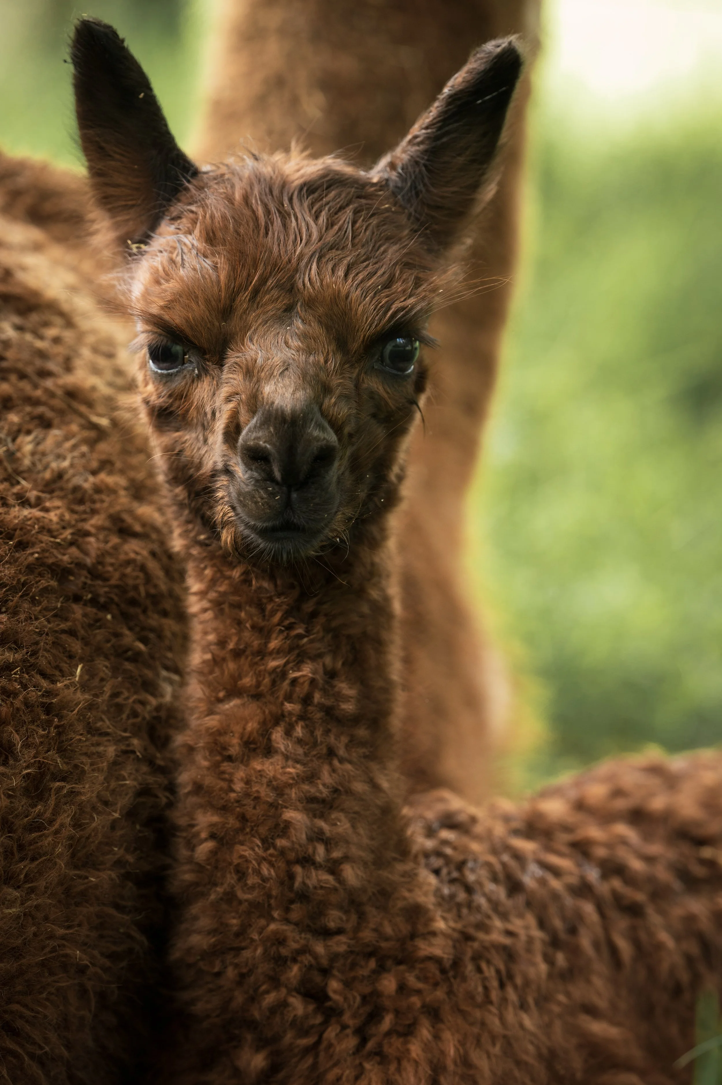 little valley farm summerhouse alpaca farm wollombivalley hutner april 2026.jpg