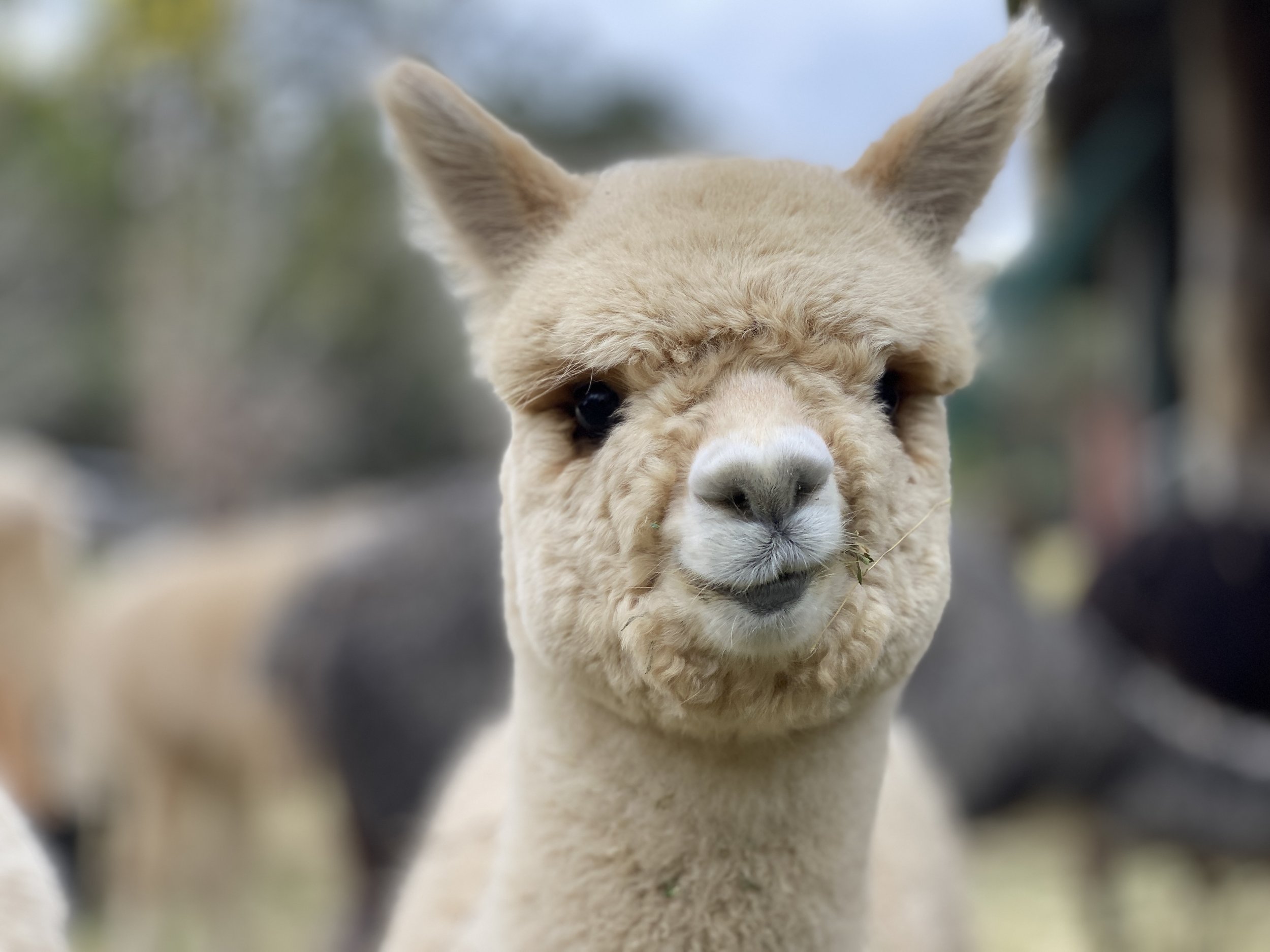 Alpacas for sale in the Hunter Valley  Little Valley Farm — Little Valley  Farm