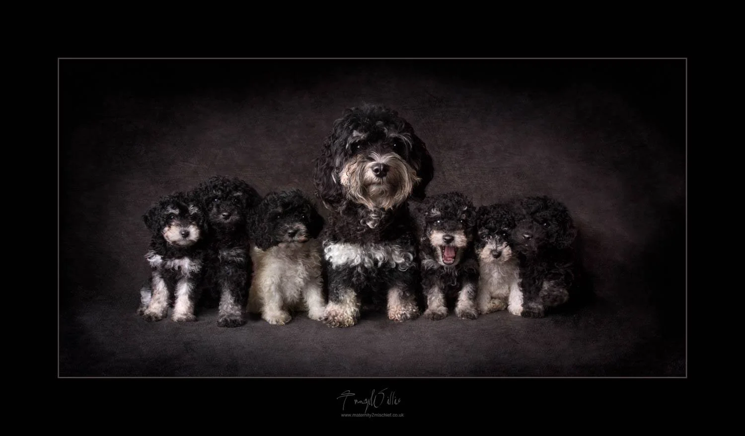 Maltipoo puppies with mum