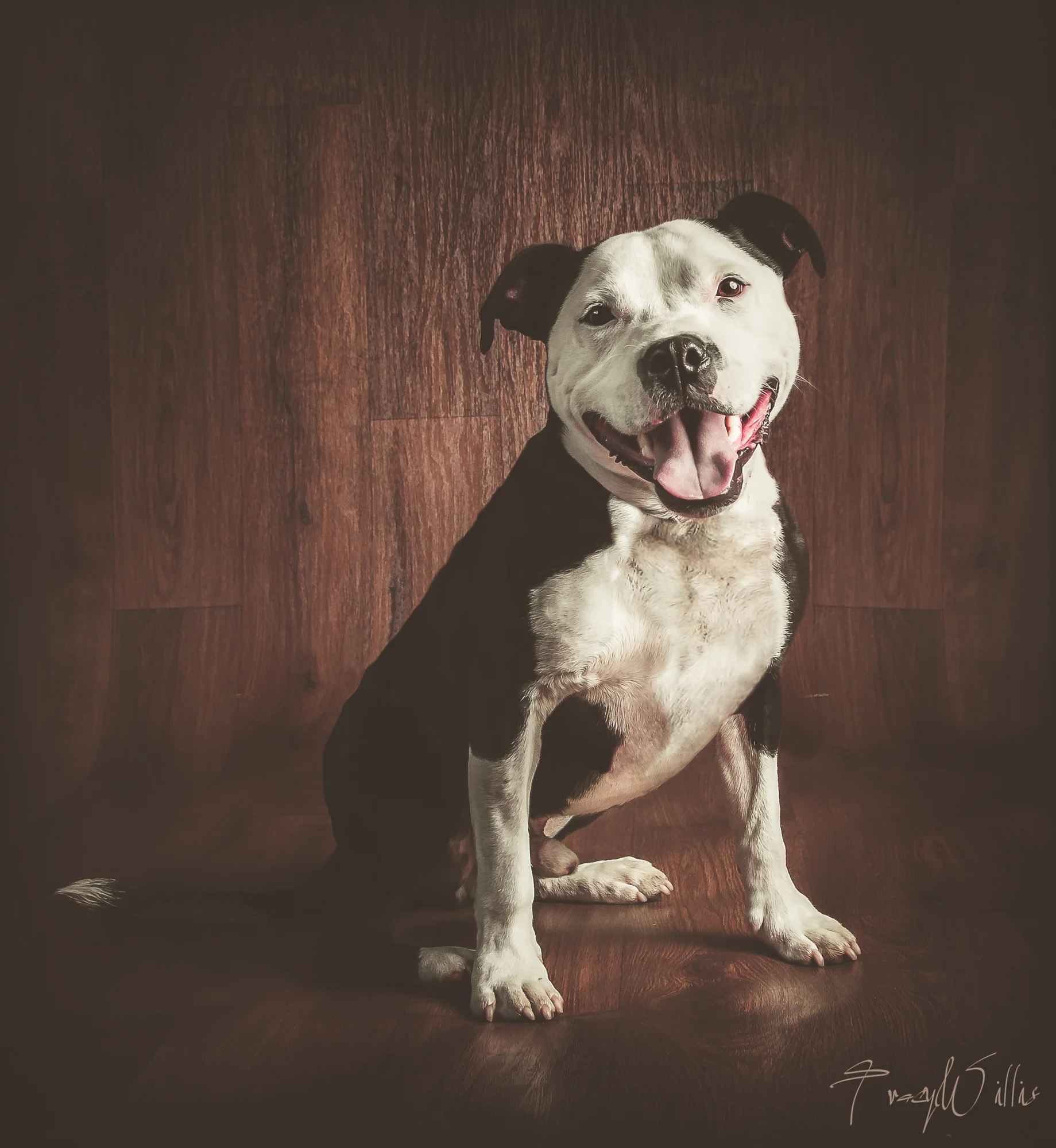 Smiling staffie