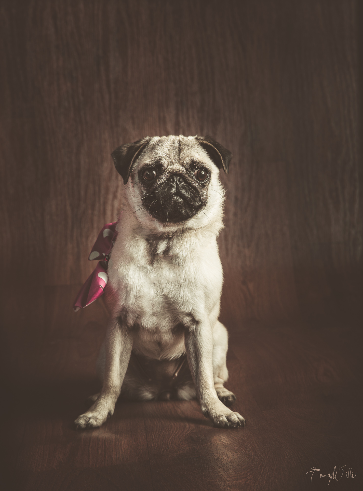 Pretty pug