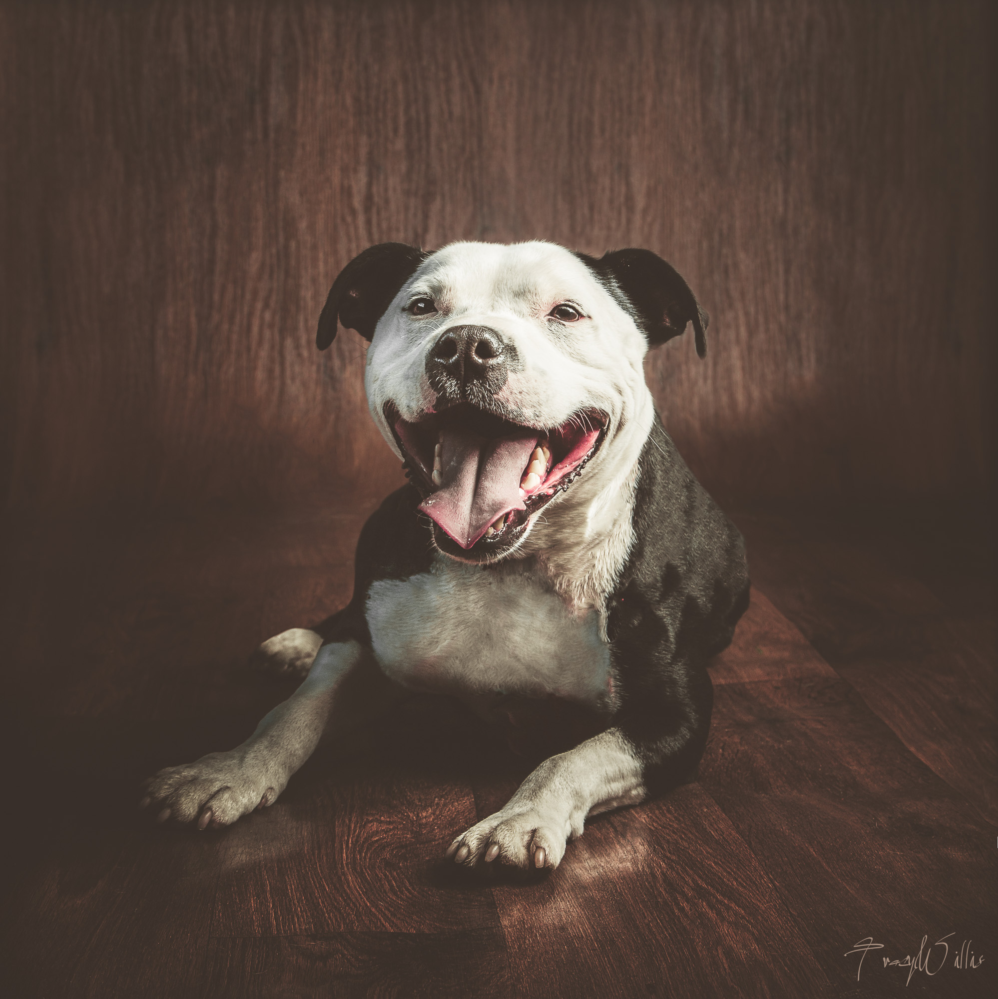 Happy staffie