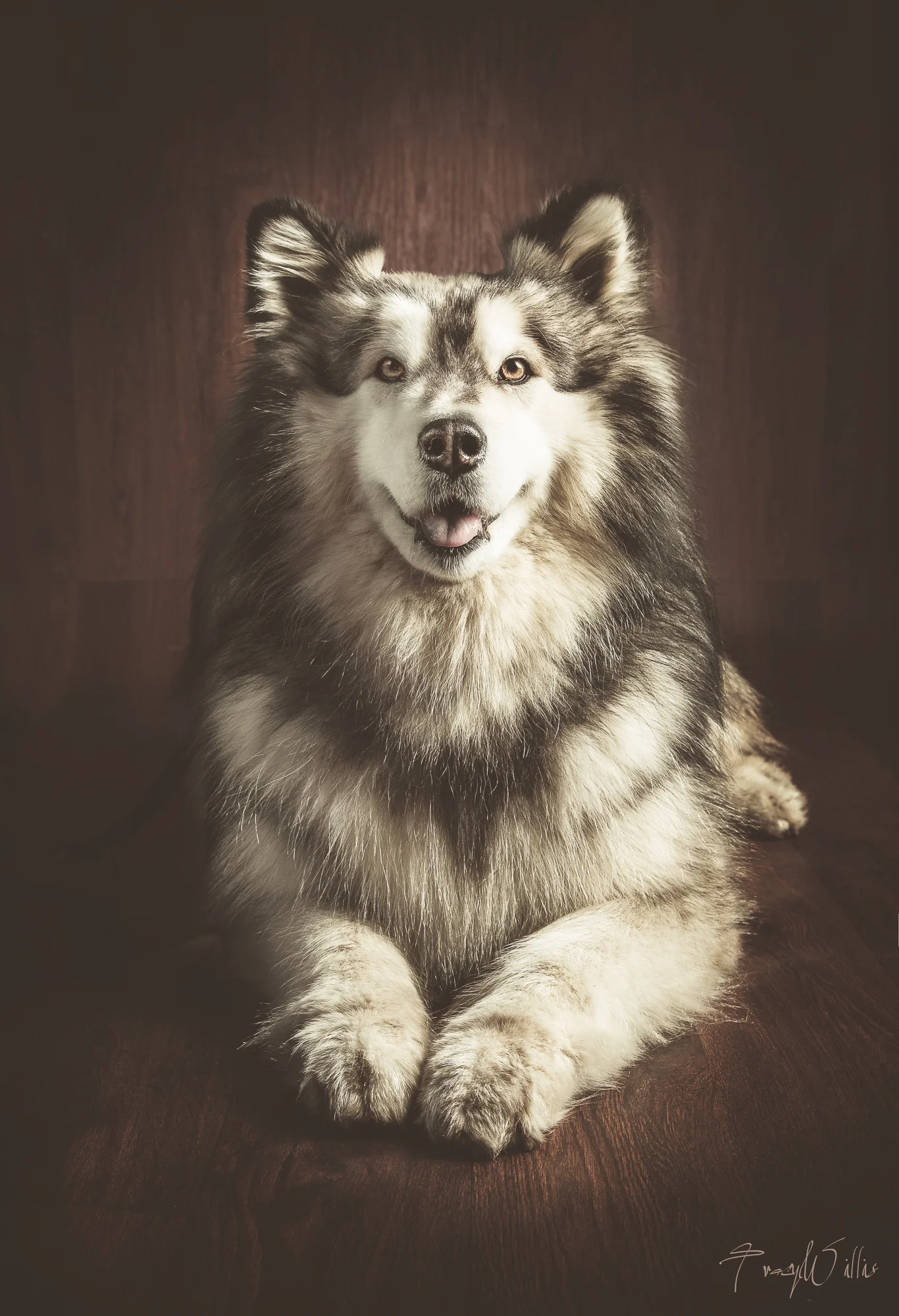 Alaskan Malamute