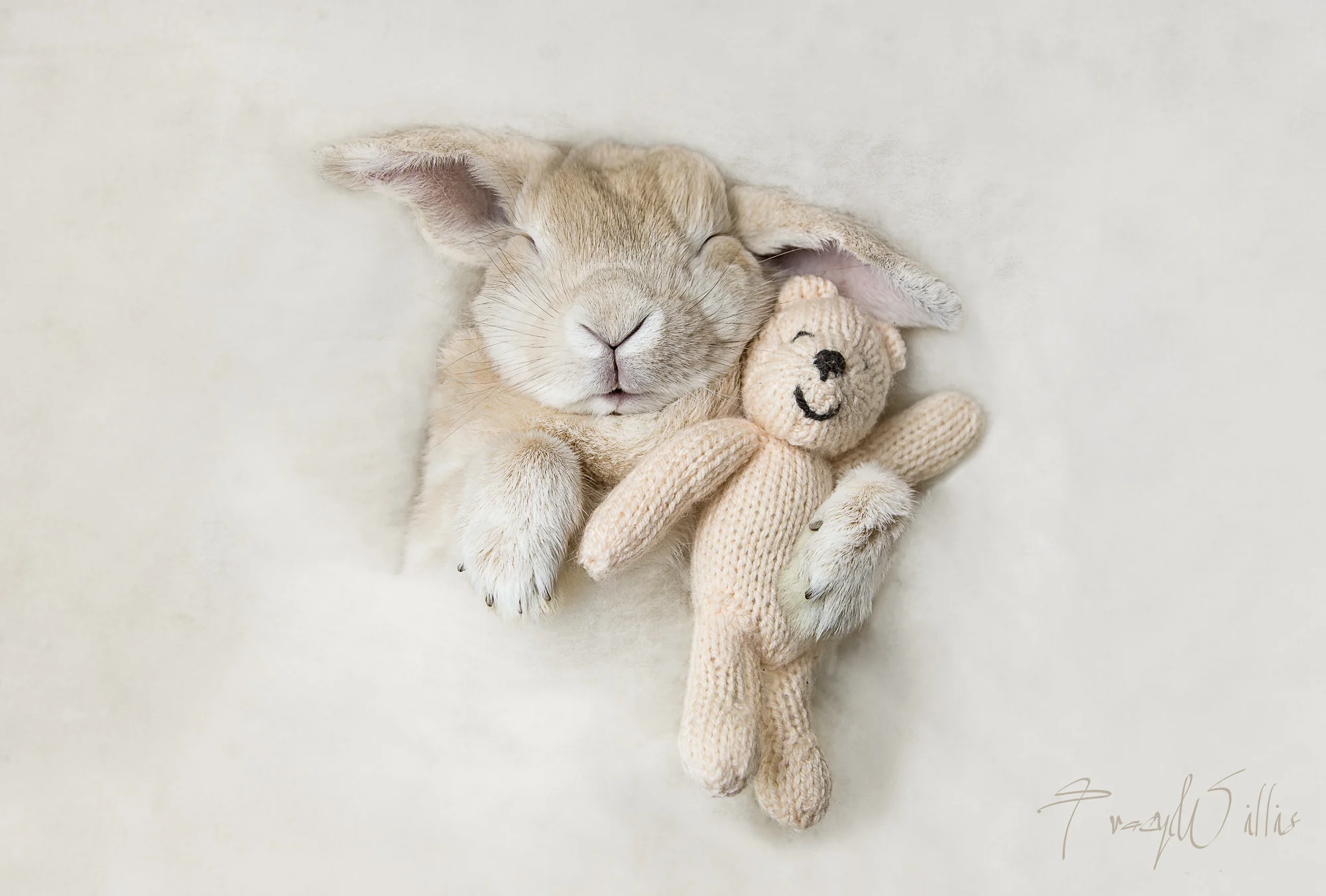 Sleeping rabbit cuddling teddy