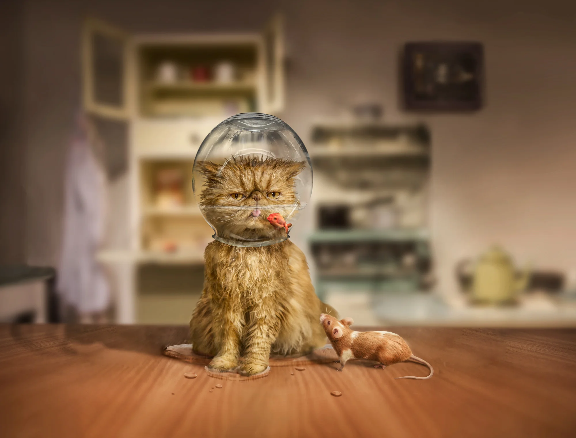 cat and bowl-Edit.jpg