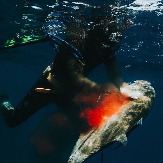 The reality is: fish doesn't come in fillets and isn't packed up inside plastic boxes when it comes from the ocean. When I (Ricardo) first jumped on this adventure that it was to shoot Agua Negra, I had zero experience spearfishing. I had experience 