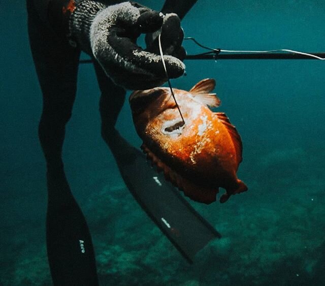 When we were catching fish for dinner we knew exactly what fish we wanted to catch so would take the pole spear just to make things a little bit more interesting. @davidochoapt putting in the work while @oricardonascimento was behind the camera for @