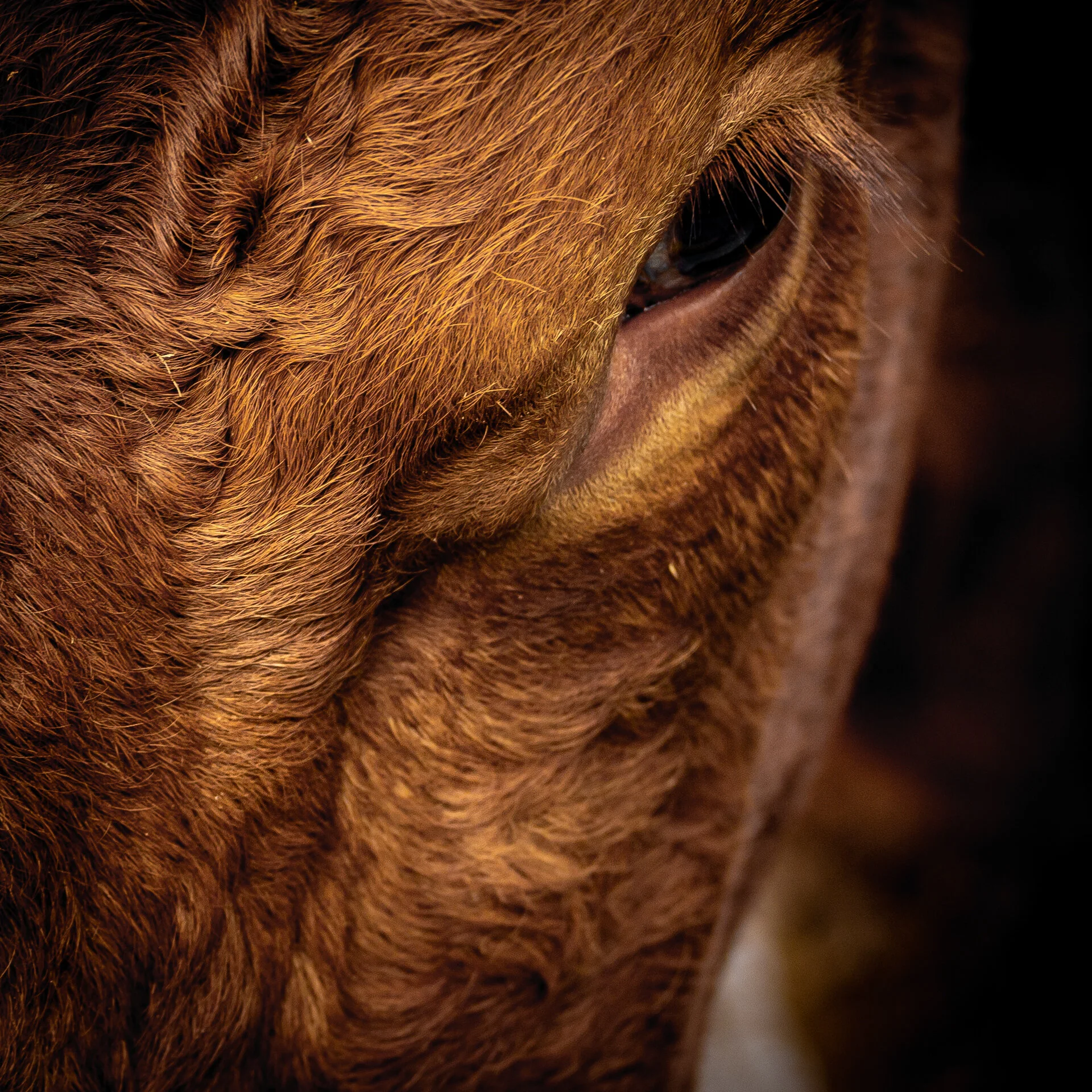 Cow close up - 70-200mm F/4