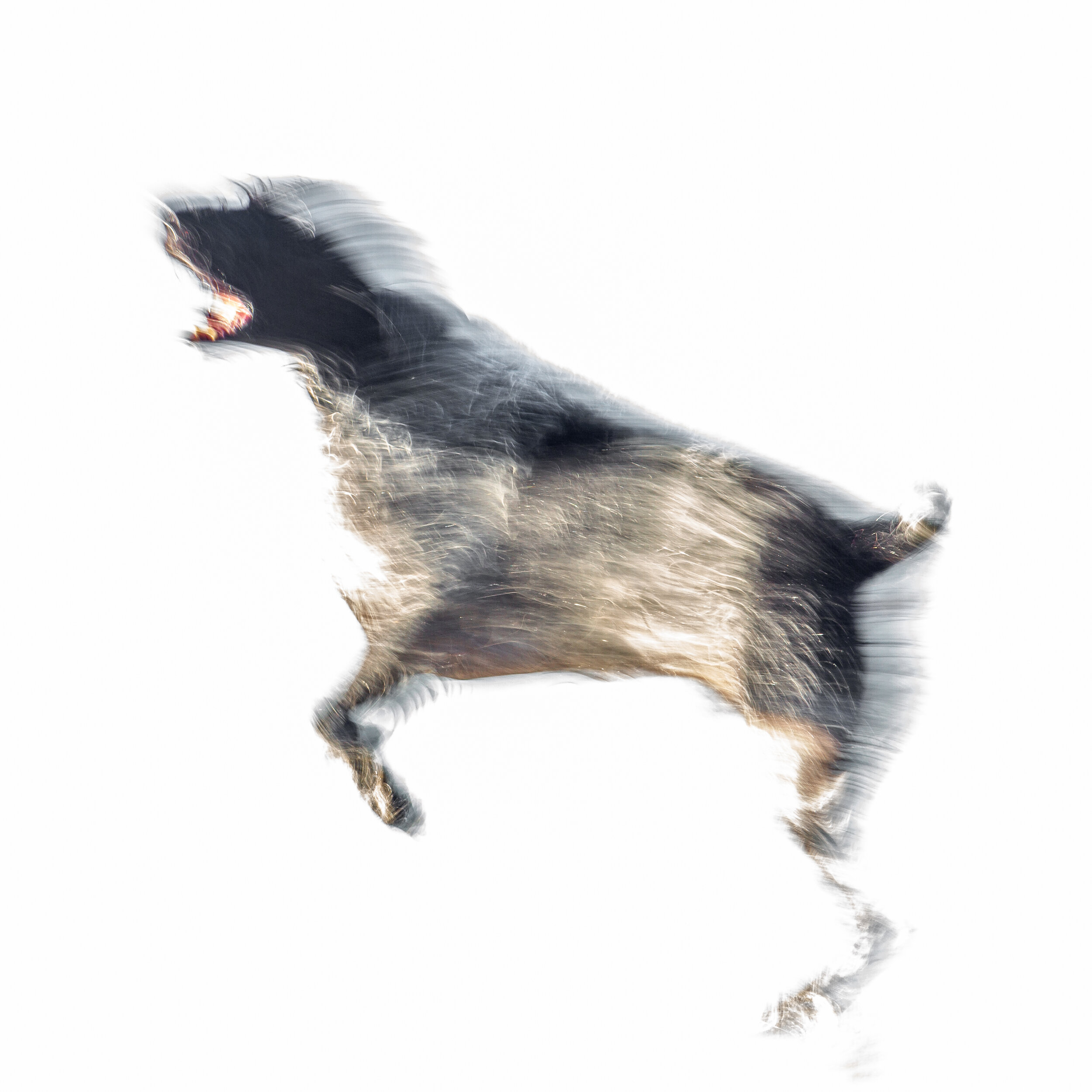 Happy Accident No.1 Slow shutter Dog - 400mm F/5.6