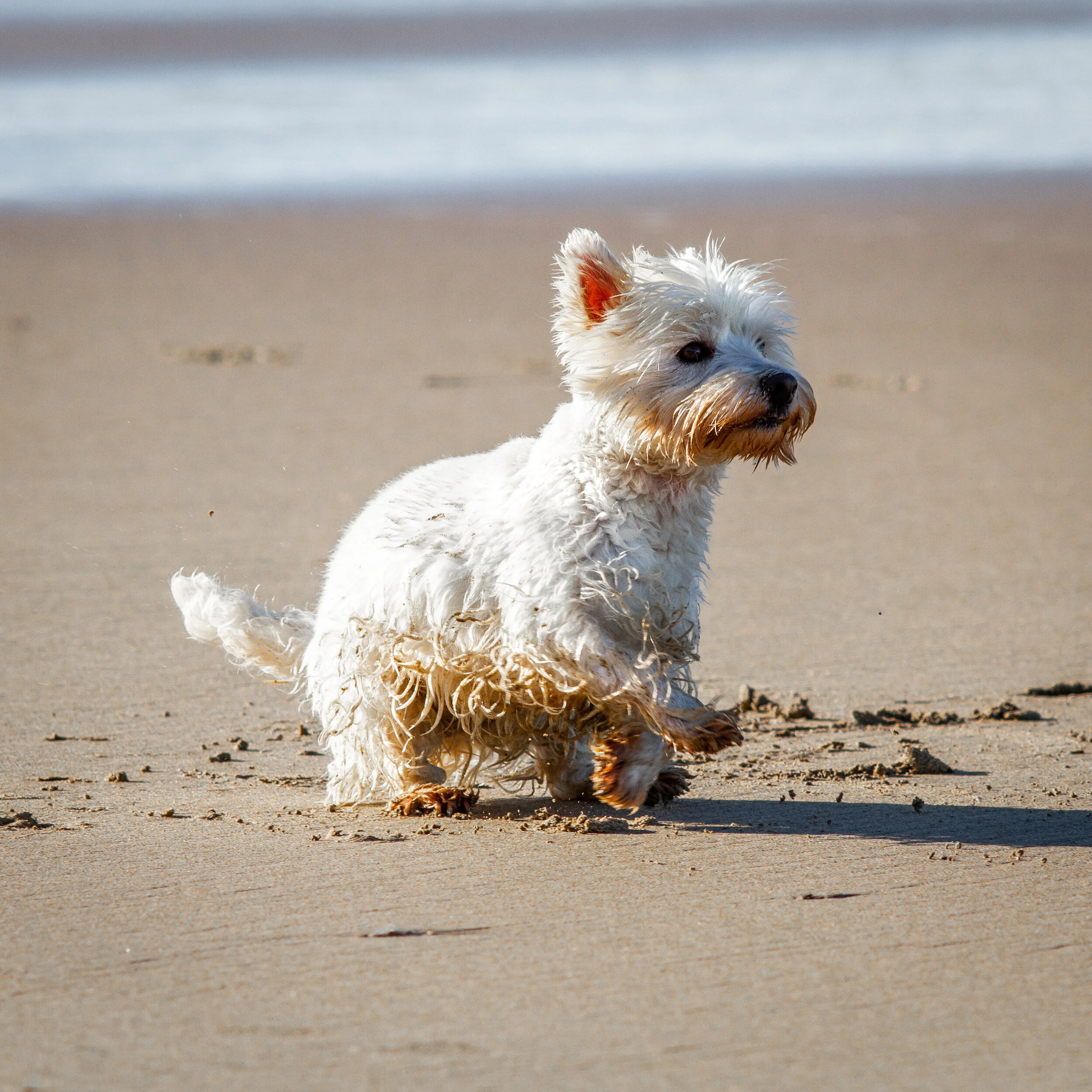 Kitt Dog - 400mm F/5.6