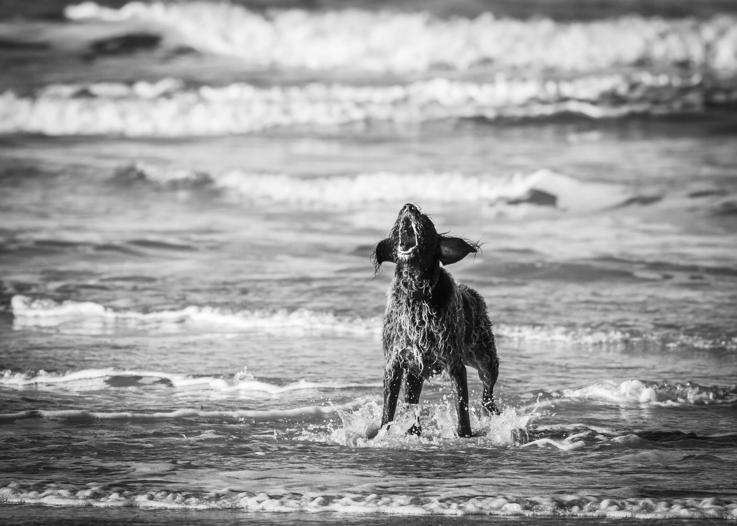 Dog bark No.1 - 400mm F/5.6