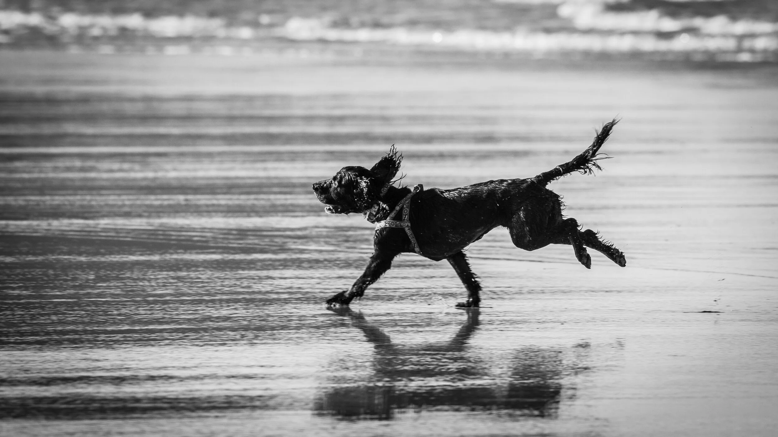 Dog running - 400mm F/5.6