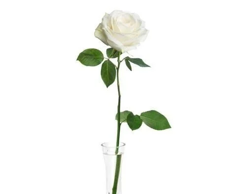White+rose+in+bud+vase.jpg