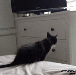 Sometimes cats are too ambitious.