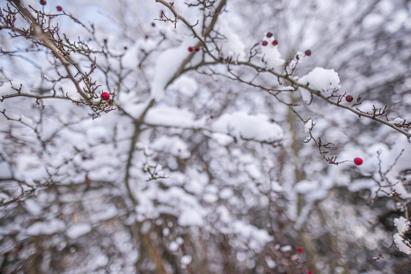 Merry winter times to all! The snow was pretty and fun to be in once I no longer had to travel in it! ❄️