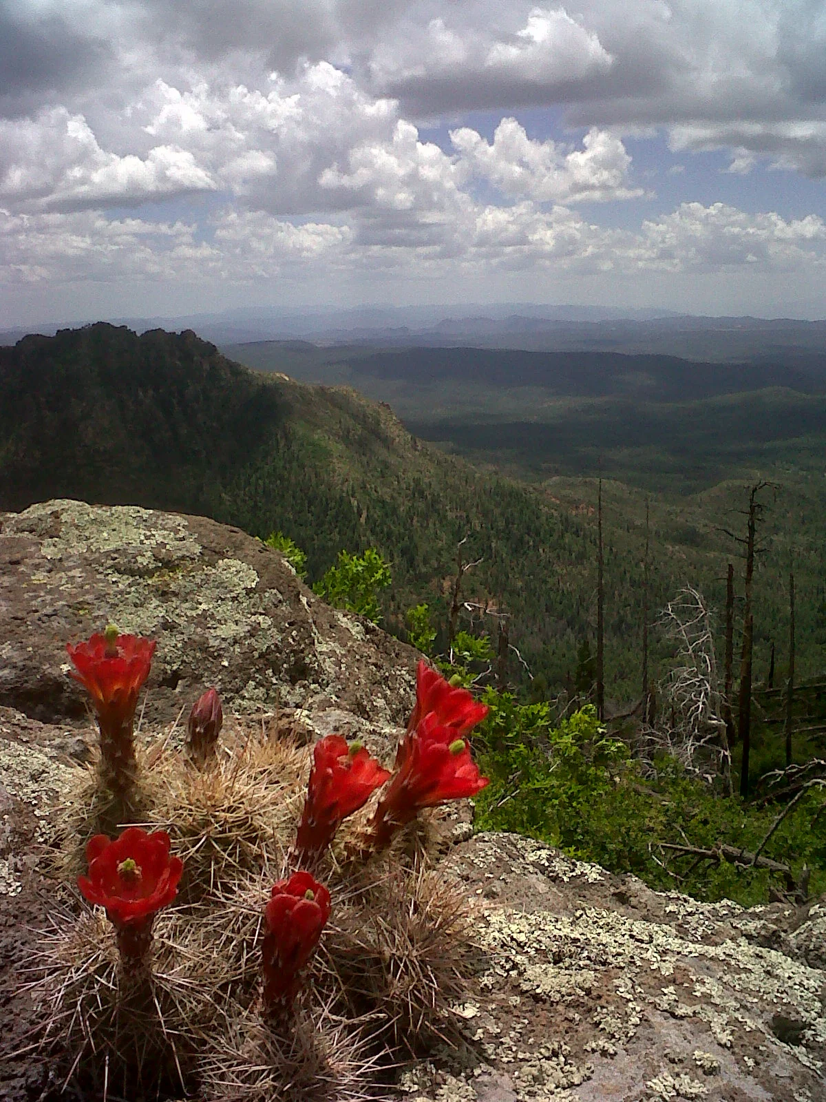 IMG00501-20100612-1215.jpg