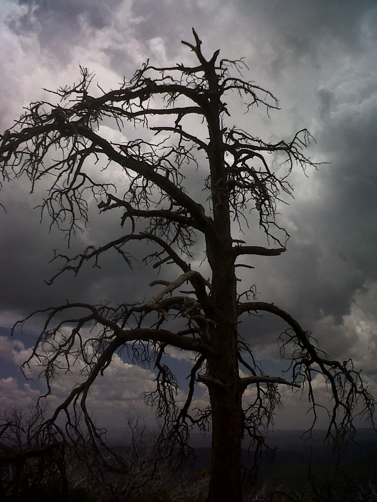 Burnt pine on Rim Point.jpg