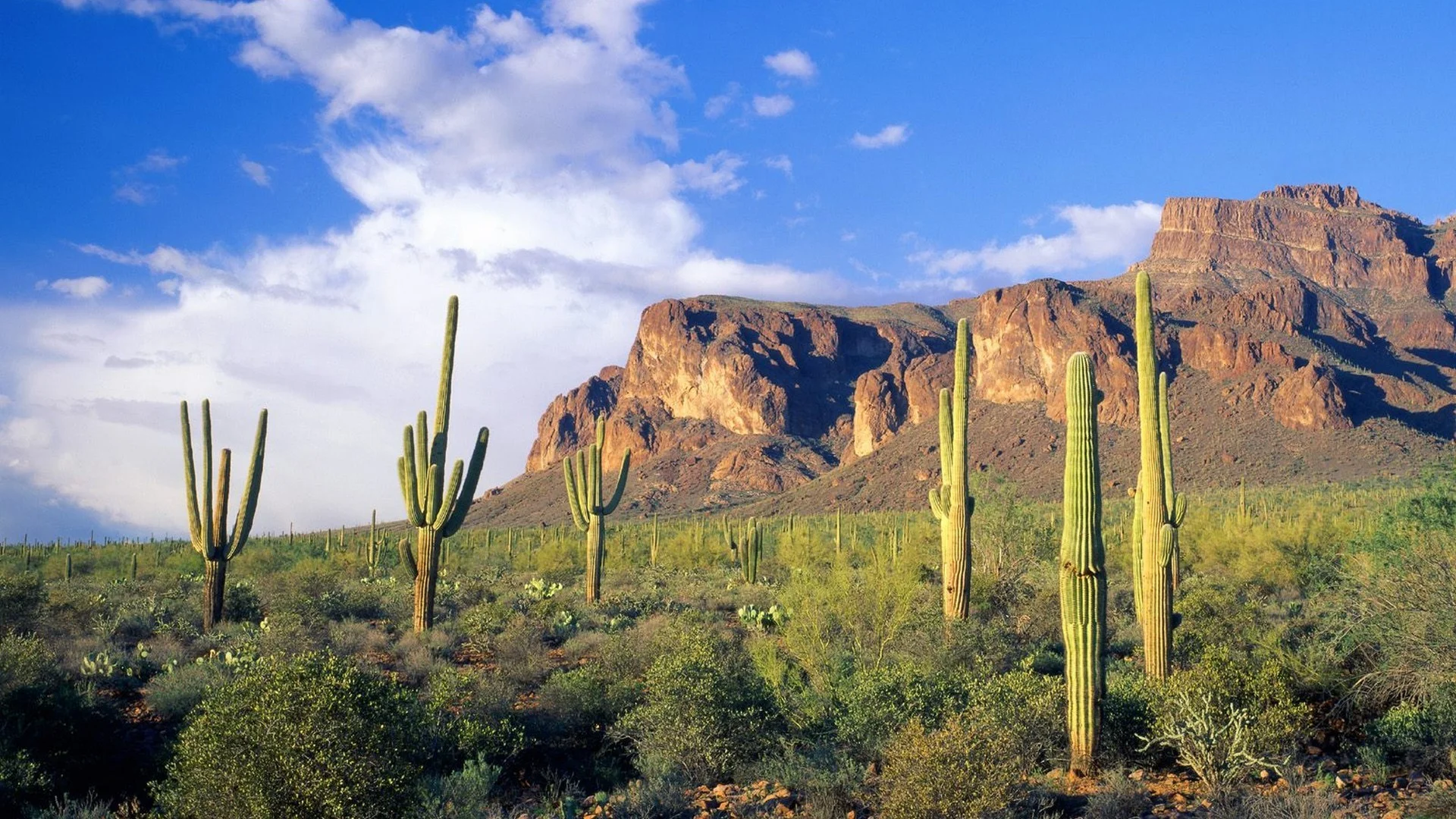 Tonto National Forest.jpg