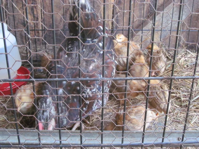 OctChicks3.JPG