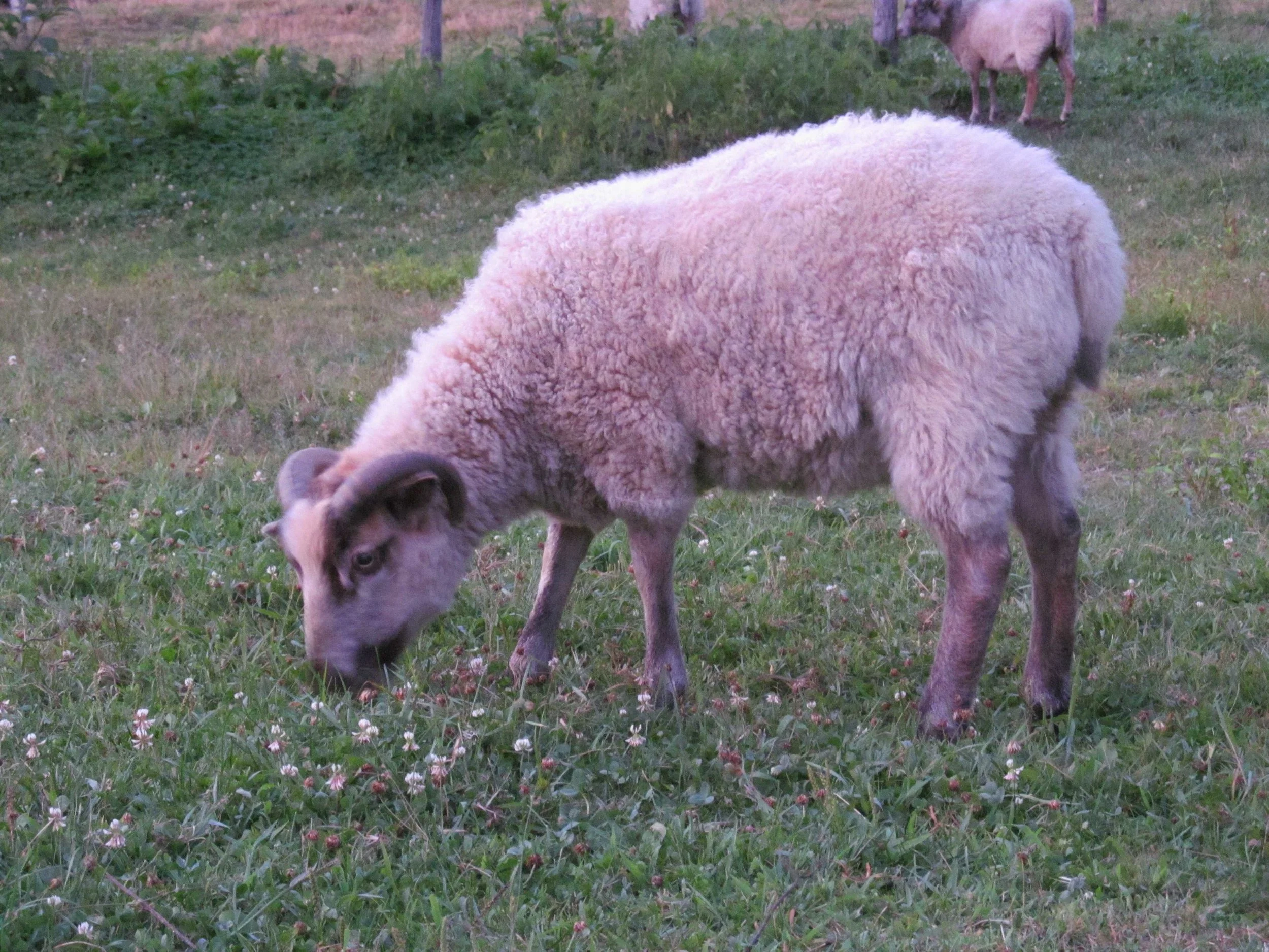 IMG_0593small.JPG