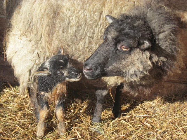 IvyLamb6.JPG