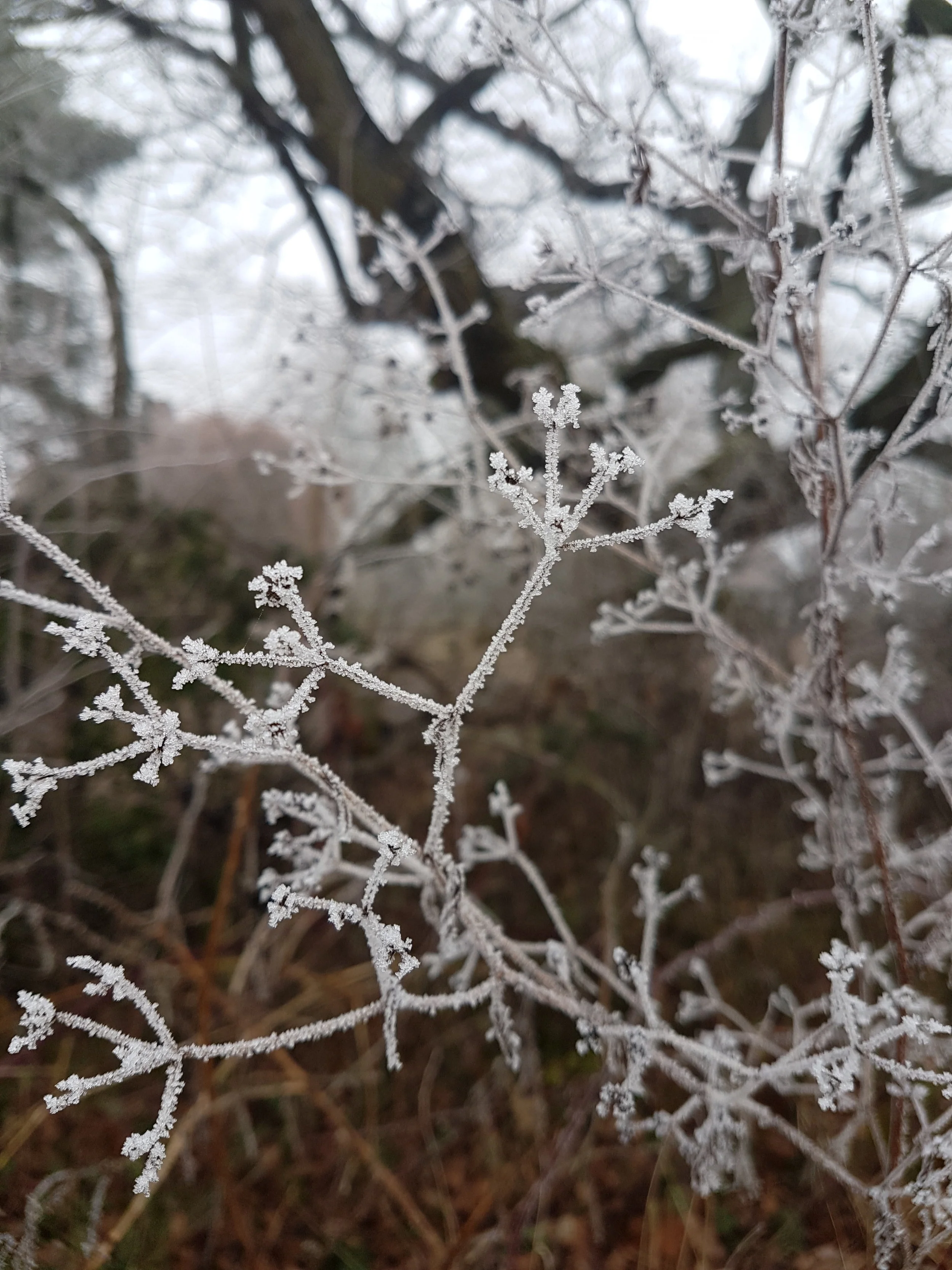 Frosty morning in Essex.
