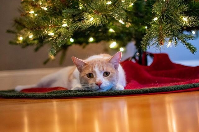 Lazy #caturday #christmas #catsofinstagram #cats #catstagram #cats_of_instagram #catsagram #cats_of_world #catscatscats #catsfollowers #cat #catlovers #catlover #catlover #catlover #christmastree #christmastime #christmasgifts #christmas