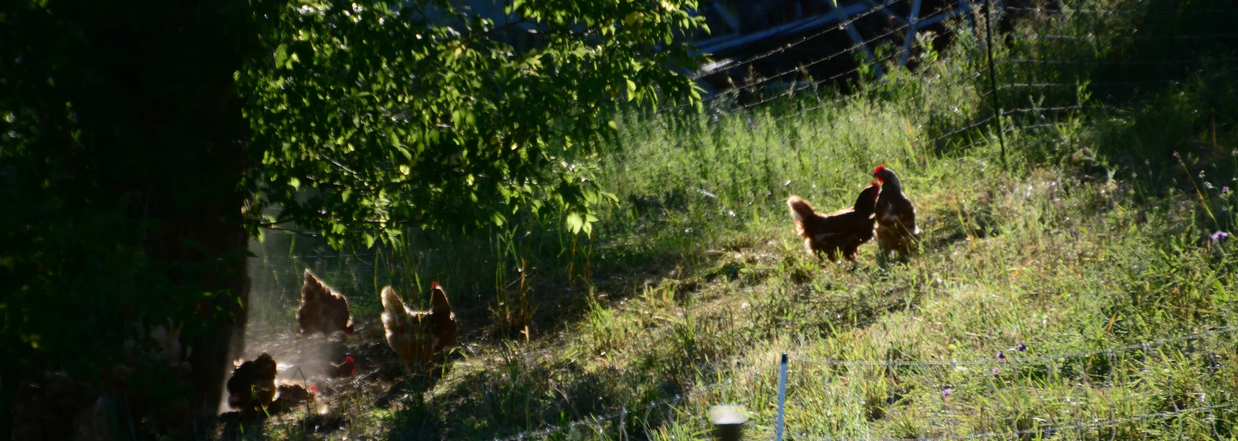 DSC_0342.jpg