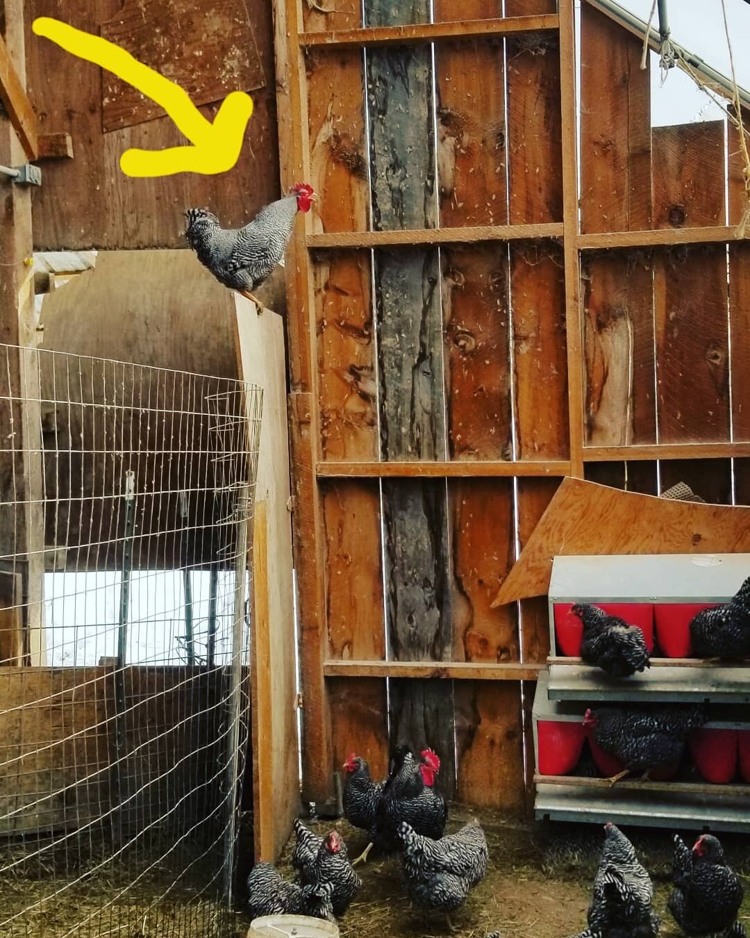 I've been proven wrong. I keep finding a bunch of hens and a couple roosters outside the pen, and I blamed the door for not closing well, thinking they were squeezing out. I always thought full grown roosters from large bodied breeds couldn't fly wor