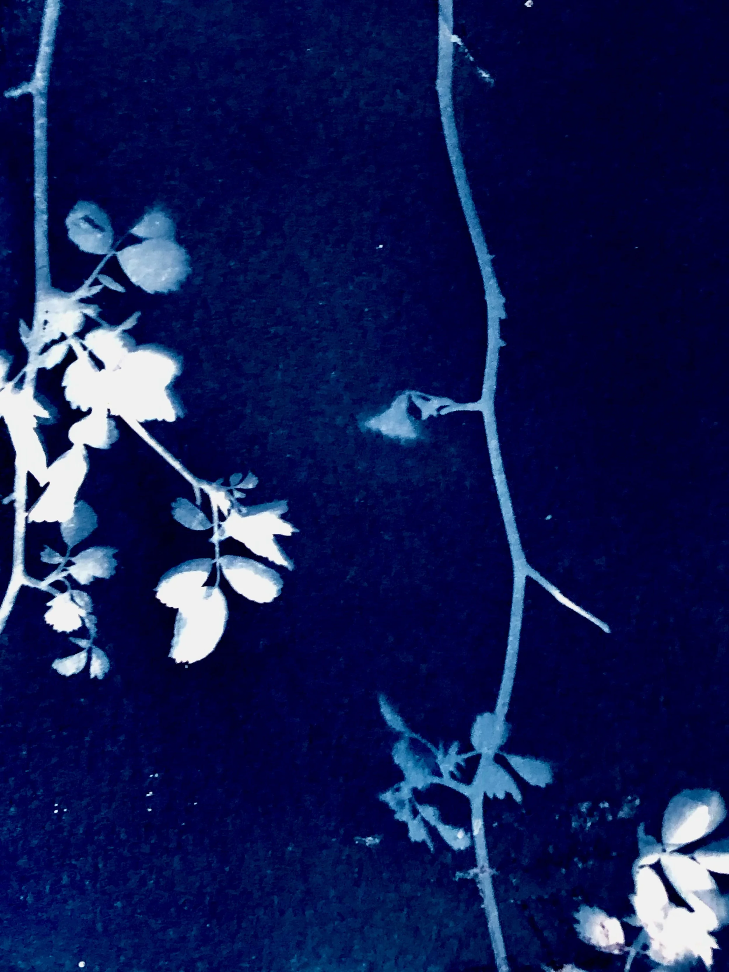 Rosa multiflora. Multiflora Rose Rosaceae ( Family INVASIVE framed 13” x11”