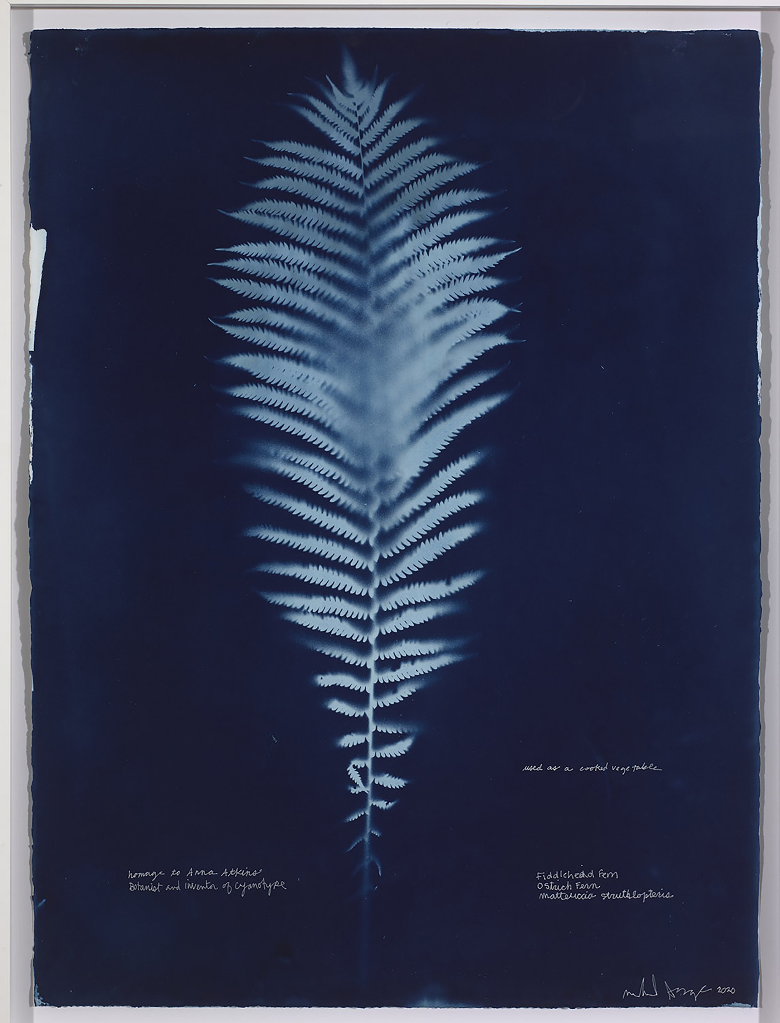 Fern for Anna Atkins Cyanotype 22 × 30