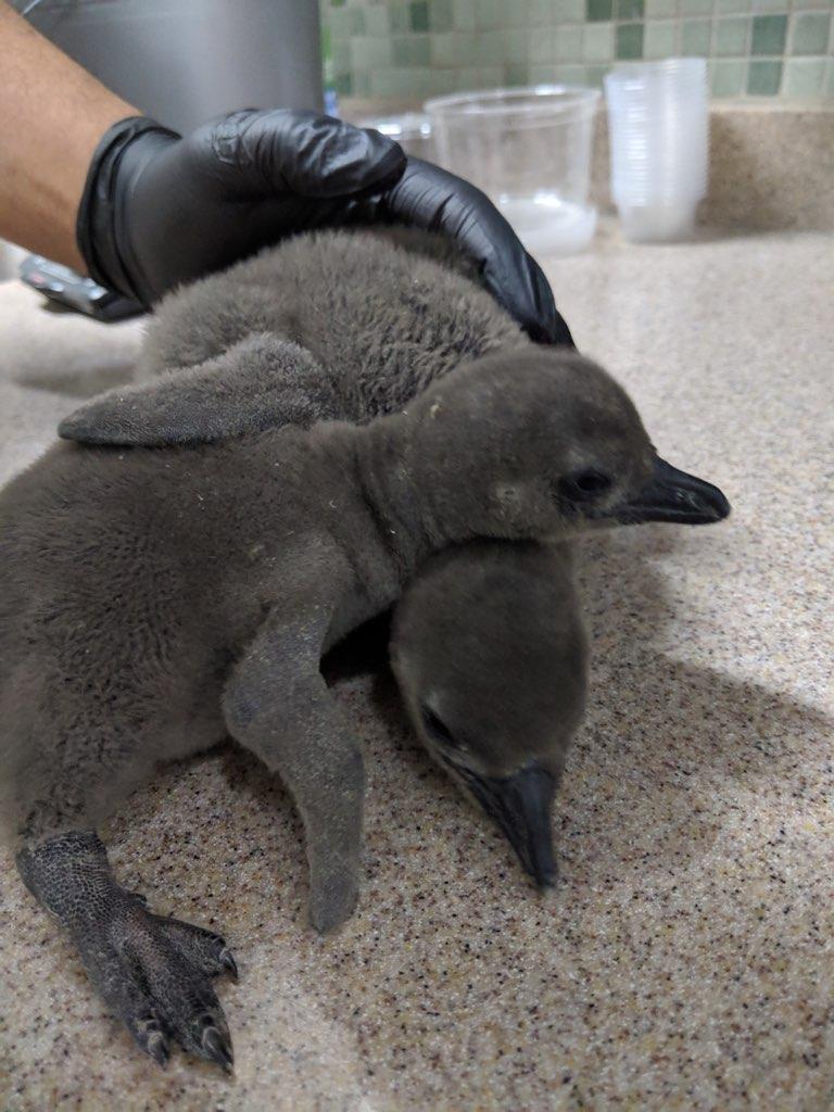 African penguins born recently at Henry Vilas Zoo