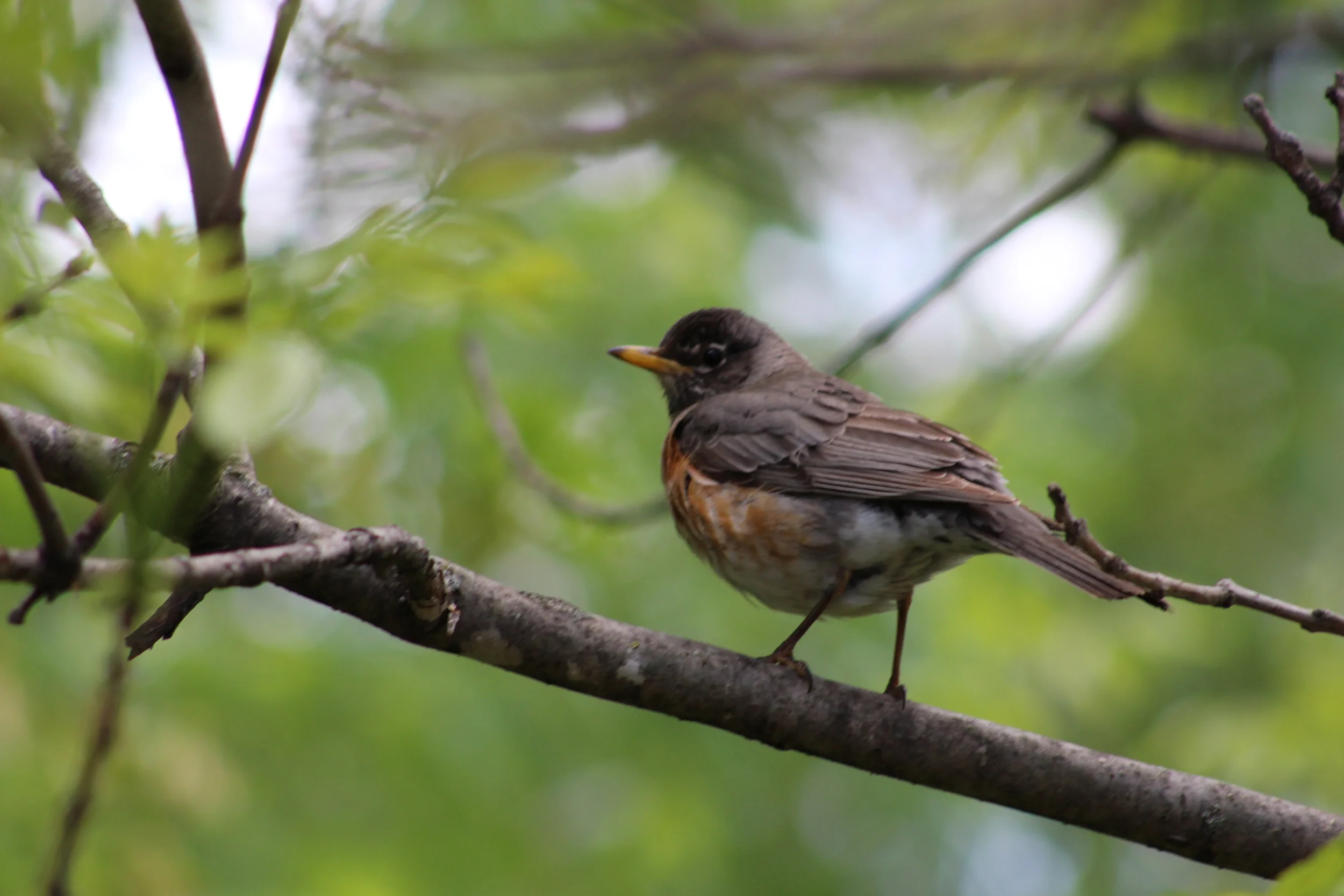 Being Really Real//The Art of Authenticity