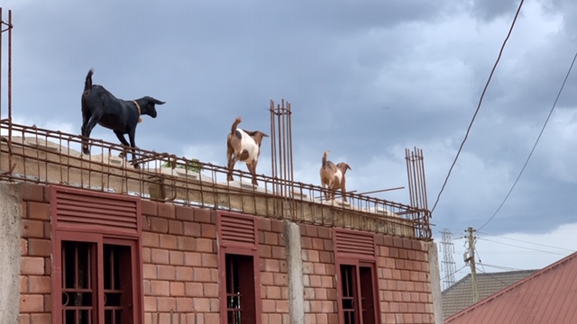 VPSGoats_102918.jpeg