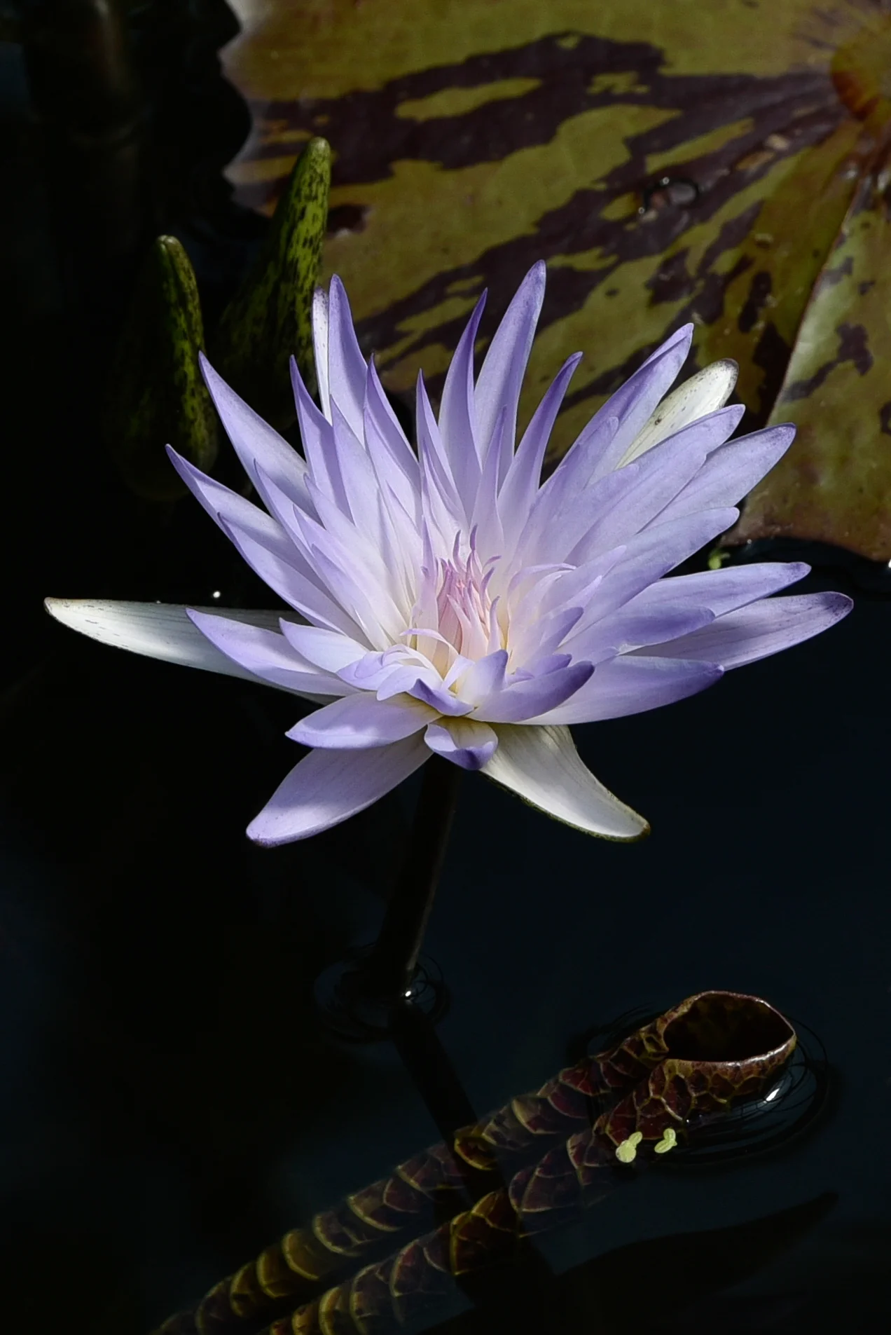 129 A.Pretaroli-Nymphaea ‘Kew’s Stowaway Blues.jpg