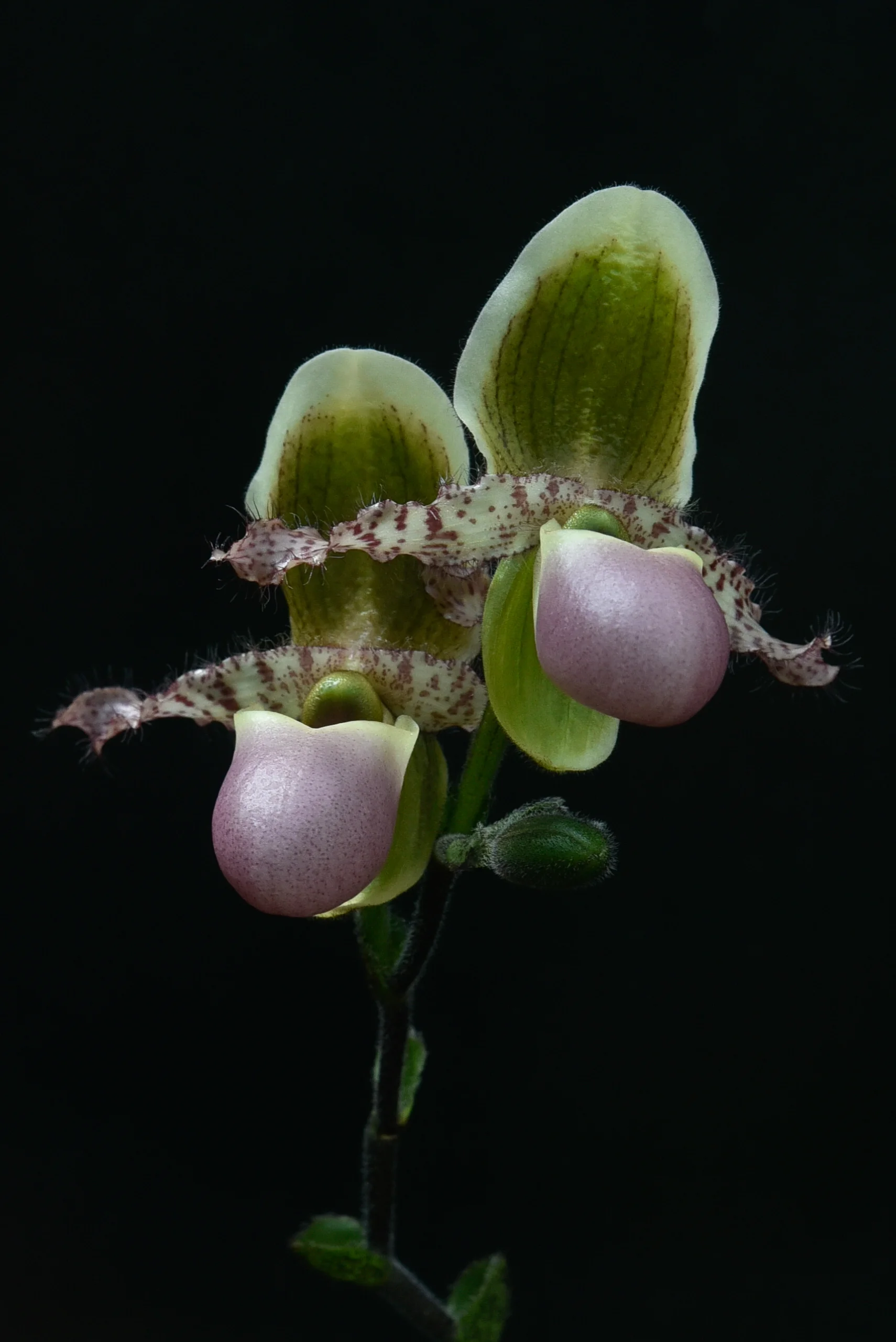 142 A.Pretaroli- Paphiopedilum liemianum.jpg