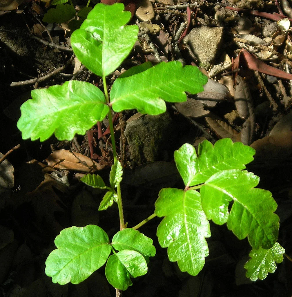 Poison oak