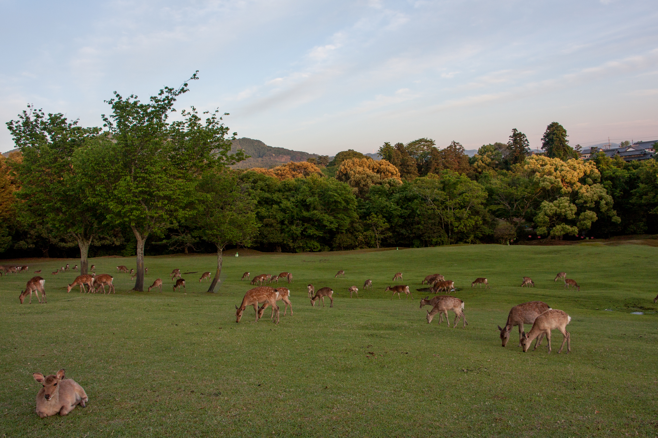  nara, japan 