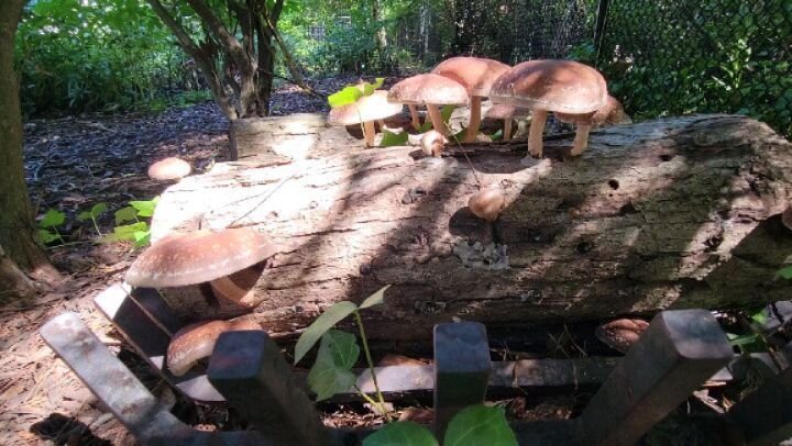 #mushroom logs popped post rain storms. Not a bad haul!  #shitake