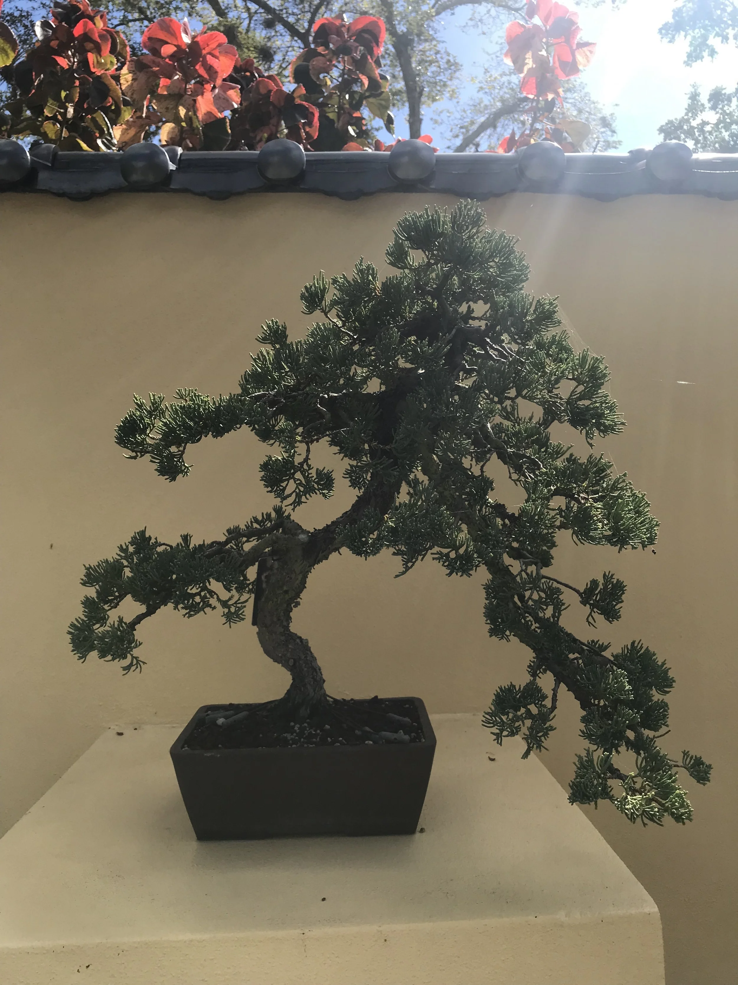 Authentic Bonsai class with Avenue Pottery