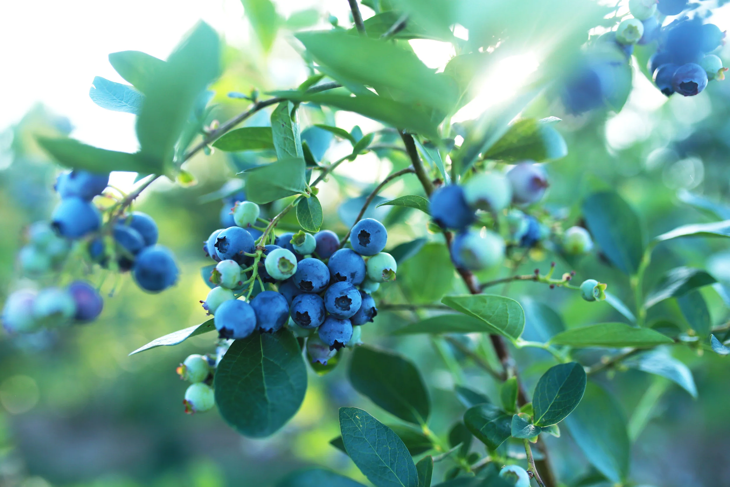 blue18.jpg