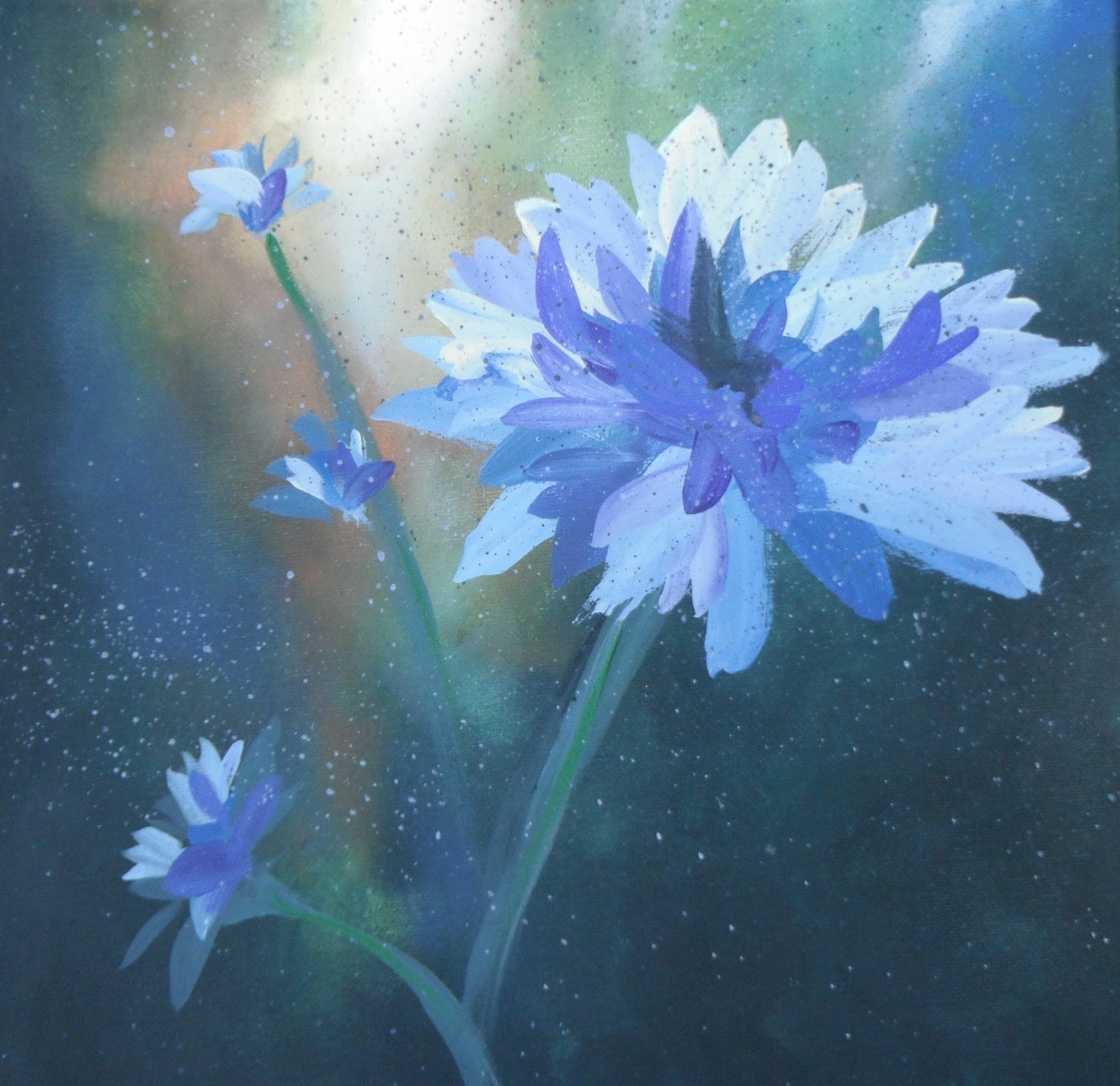 BACHELOR BUTTONS / Public - Molalla, OR