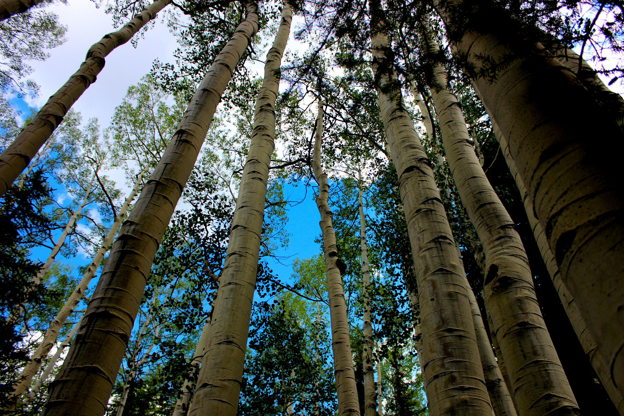 Aspen_forest.jpg