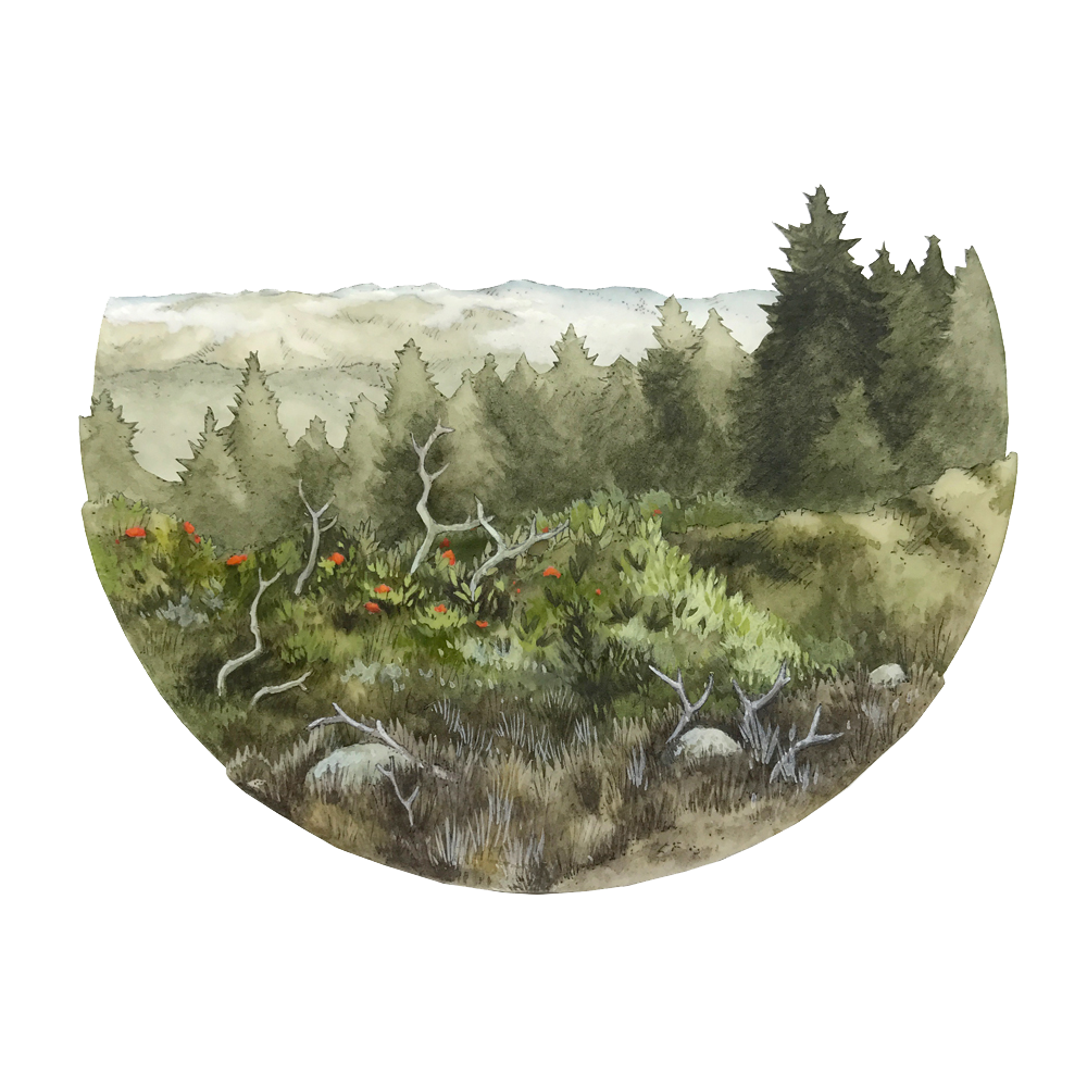 Wild Mercy: Mount Tamalpais, CA