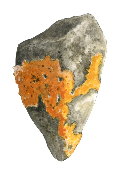 Bioconstellation 15