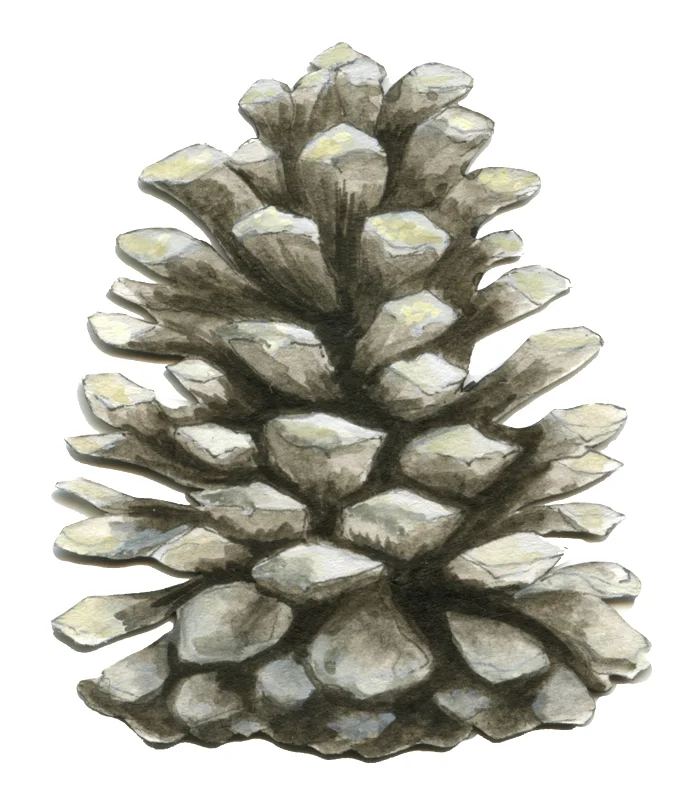 Bioconstellation 16