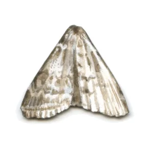 Bioconstellation 92